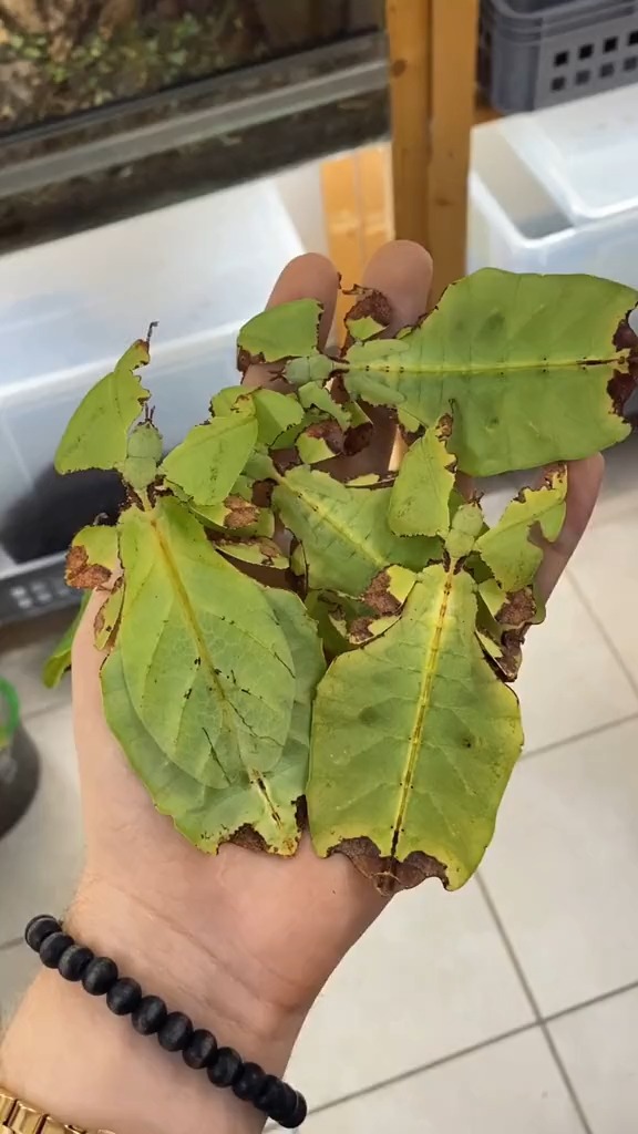 马来西亚叶虫(3)