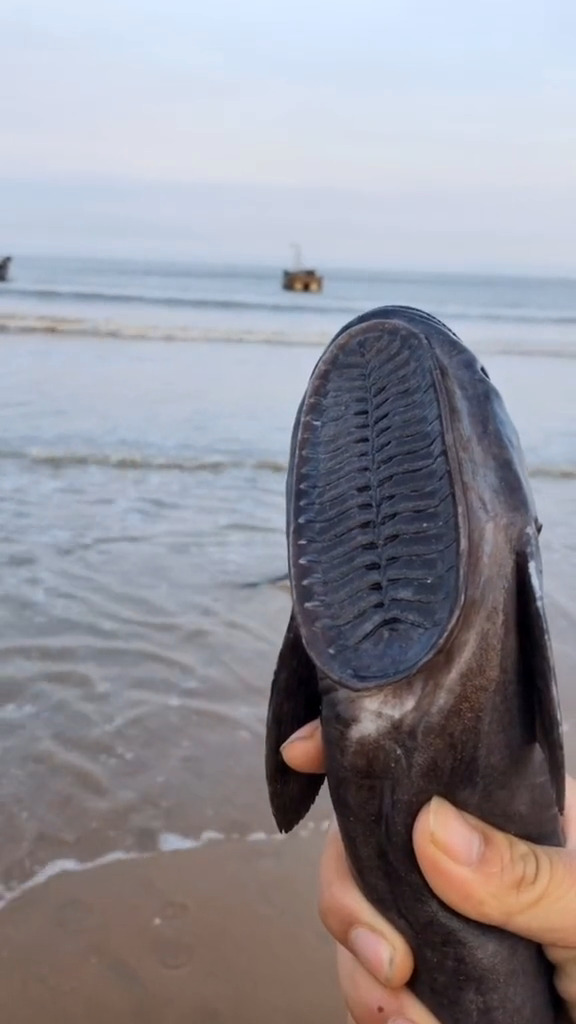 赶海鞋垫子鱼你见过吗