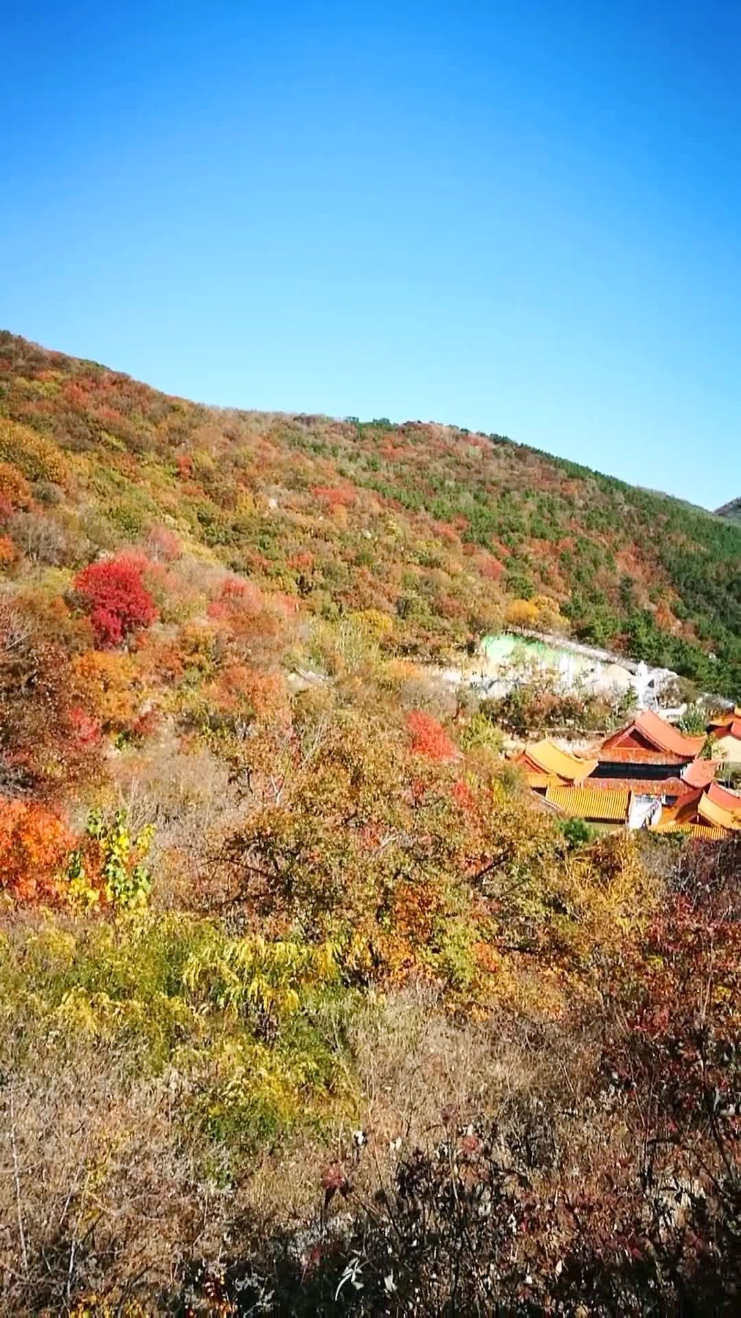 莱州市寒同山枫叶节,一个转身,夏天成了故事,一次回眸,秋天成了风景.