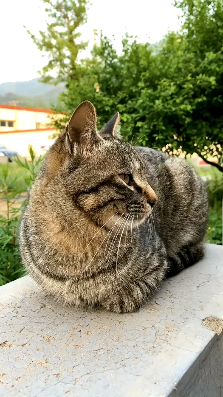 划重点 狸花猫 带飞机耳的