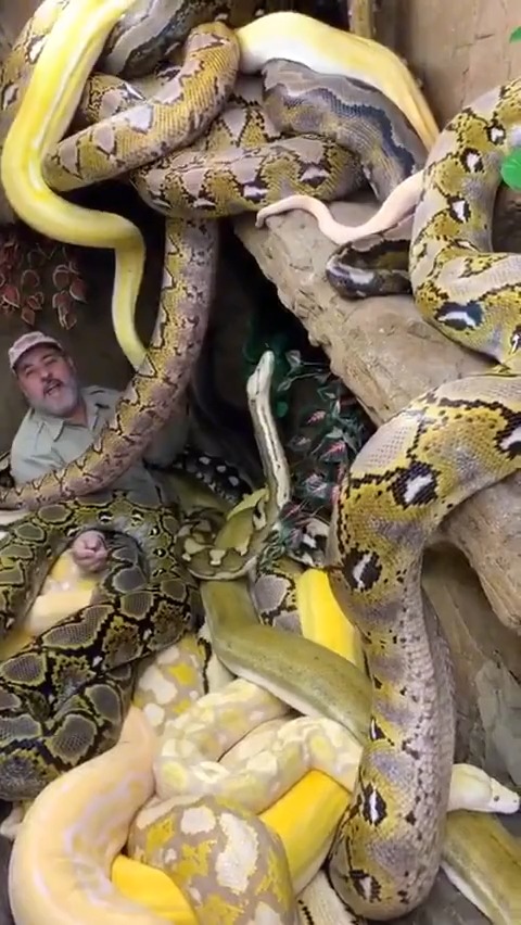 躺在一群巨型大蟒蛇宠物的蛇窝里面玩耍是一种享受!