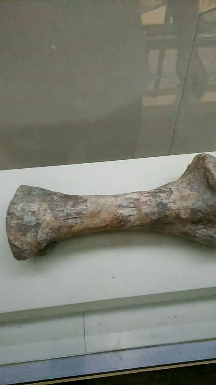 恐龙的骨头化石