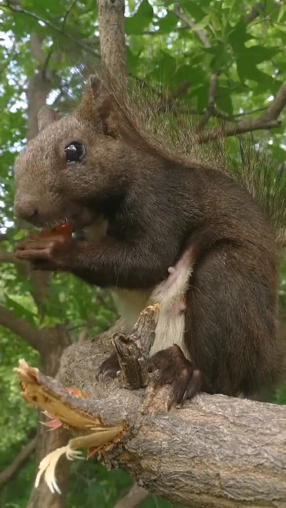 近距离来看看魔王松鼠这个吃货的嘴速吧,哈哈