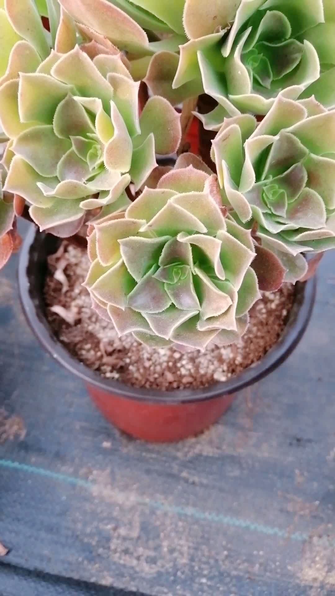 多肉绍羞法师,出果冻色了,全部都是手捧花哦.