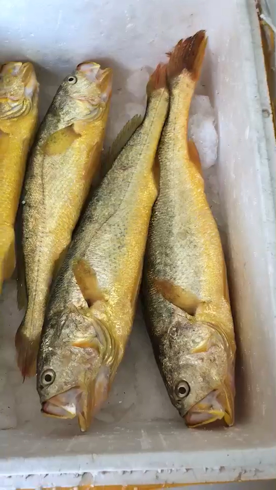 野生黄瓜鱼,大金条