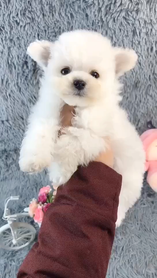 飞耳比熊白又白两只耳朵竖起来,家养萌宠找新家,全国托运