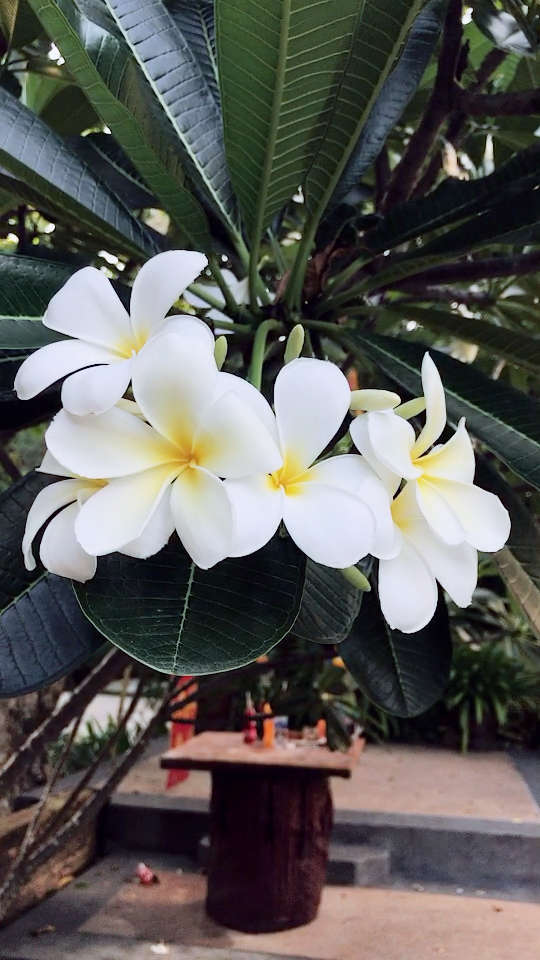 泰国9593的鸡蛋花 好美72