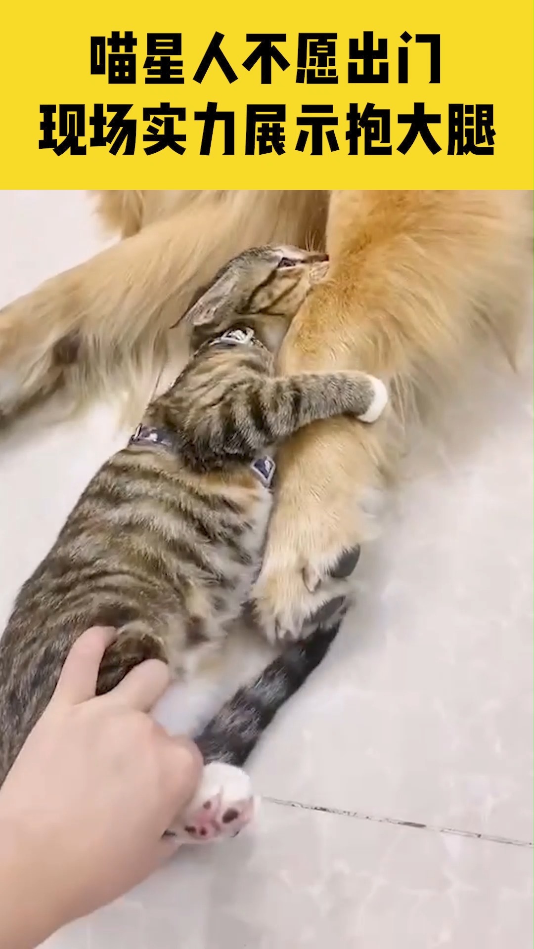 6月3日,广东广州,喵星人不愿出门遛弯,现场实力展示抱大腿#流浪猫