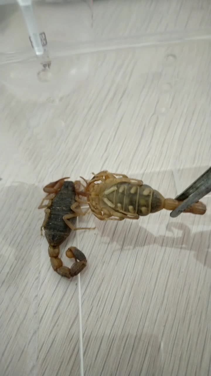 母蝎子肚子中间白色的就是小蝎子.