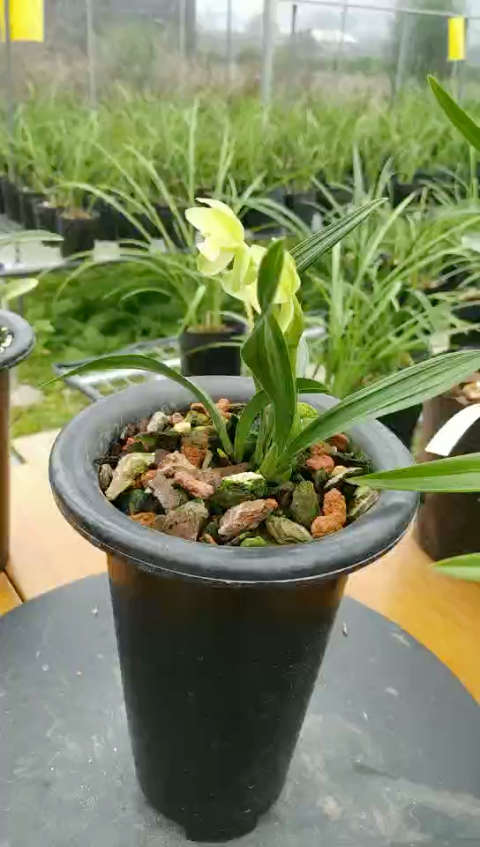 建兰矮种素花-掌上明珠