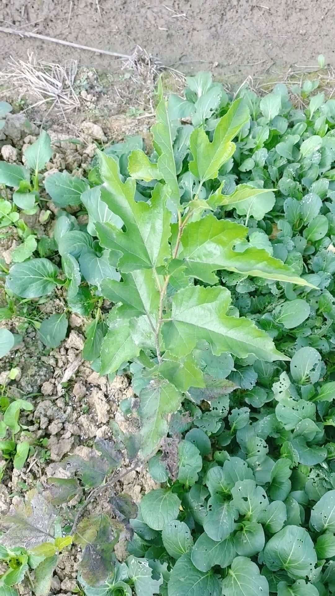 一个不知道品种名称的果桑树品种,有谁知道吗?应该是一个丰产的品种