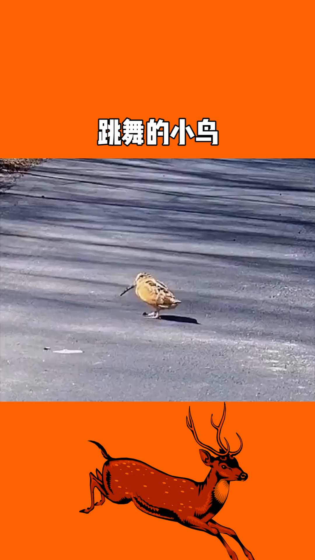 一只会卡节奏跳舞的小鸟,它能有什么坏心思呢