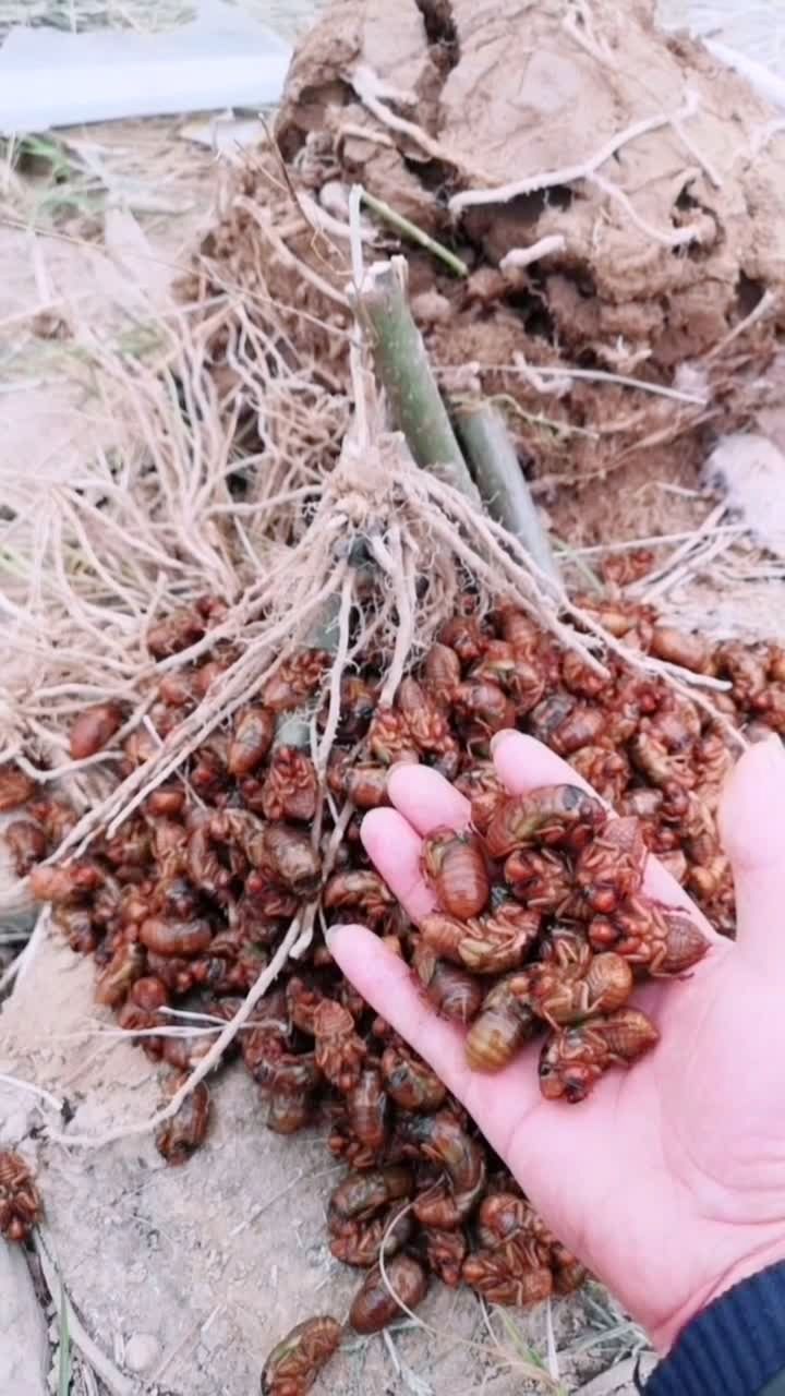 养金蝉,大田养殖!