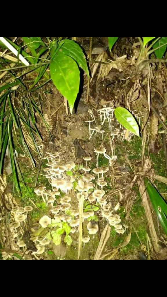 三八菇,是个库存