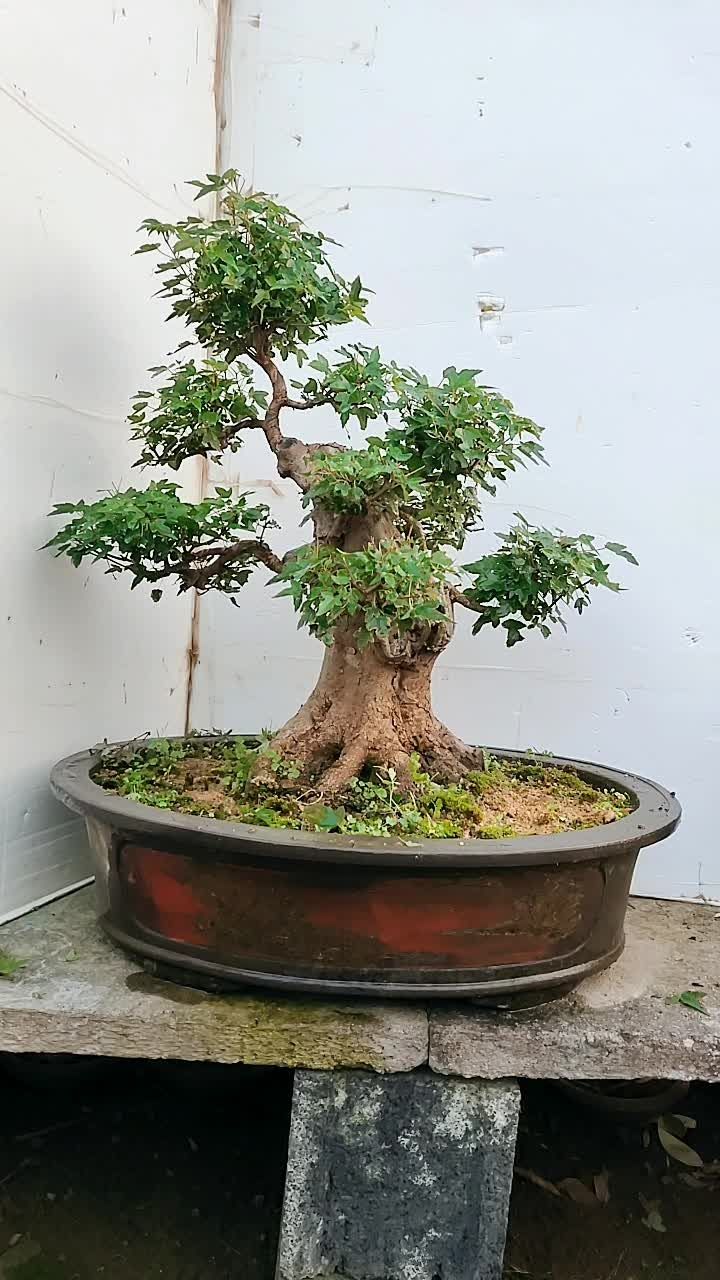 精品三角枫盆景老庄