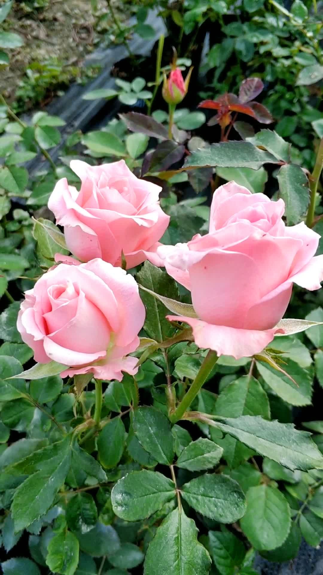 切花戴安娜月季被称为花店粉玫瑰