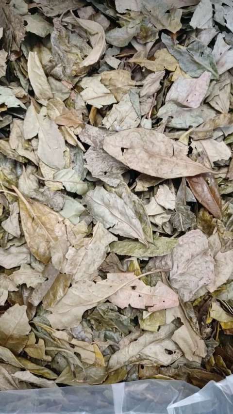 这才是纯正工艺制作的野生冬片,2016茶青,复开袋就