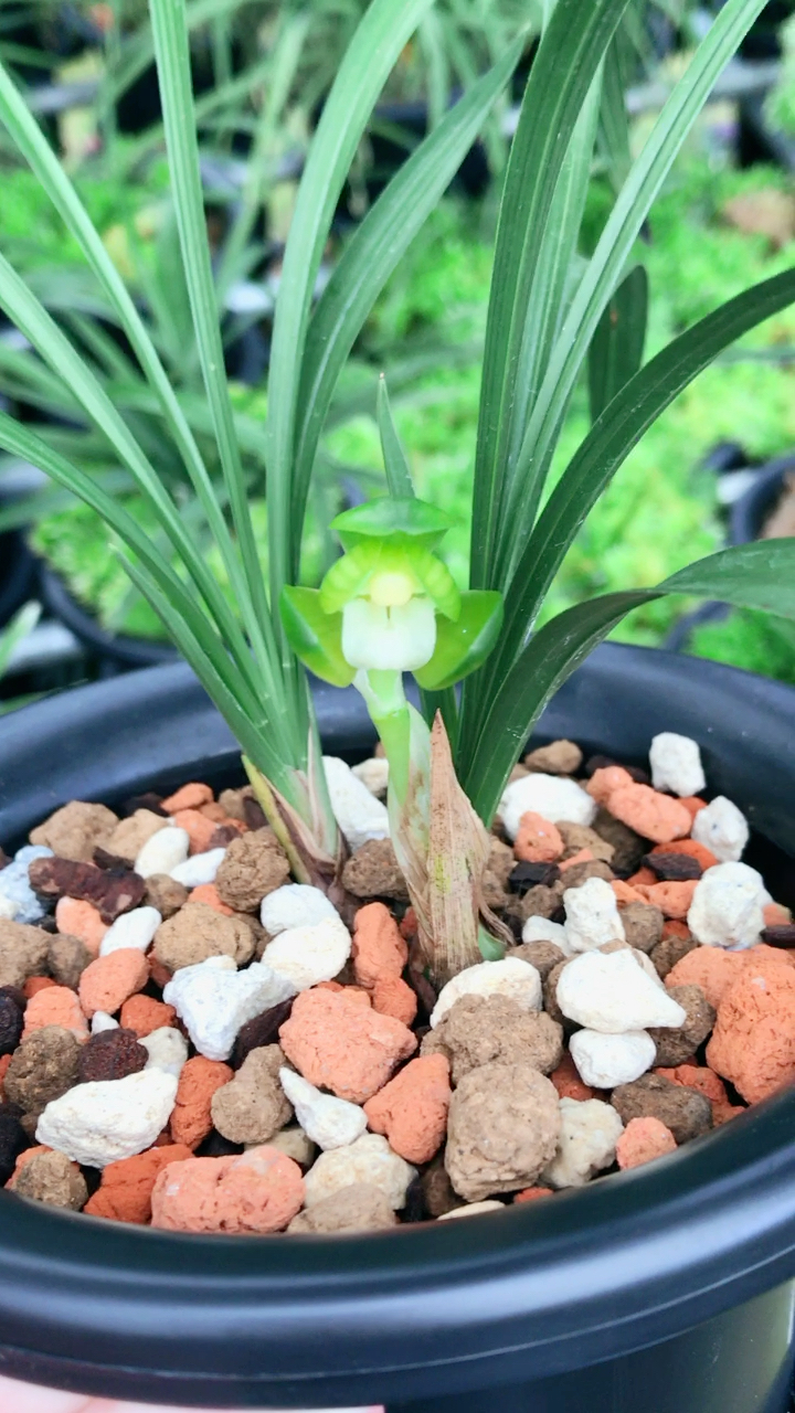 我的春兰素荷开啦好香哦