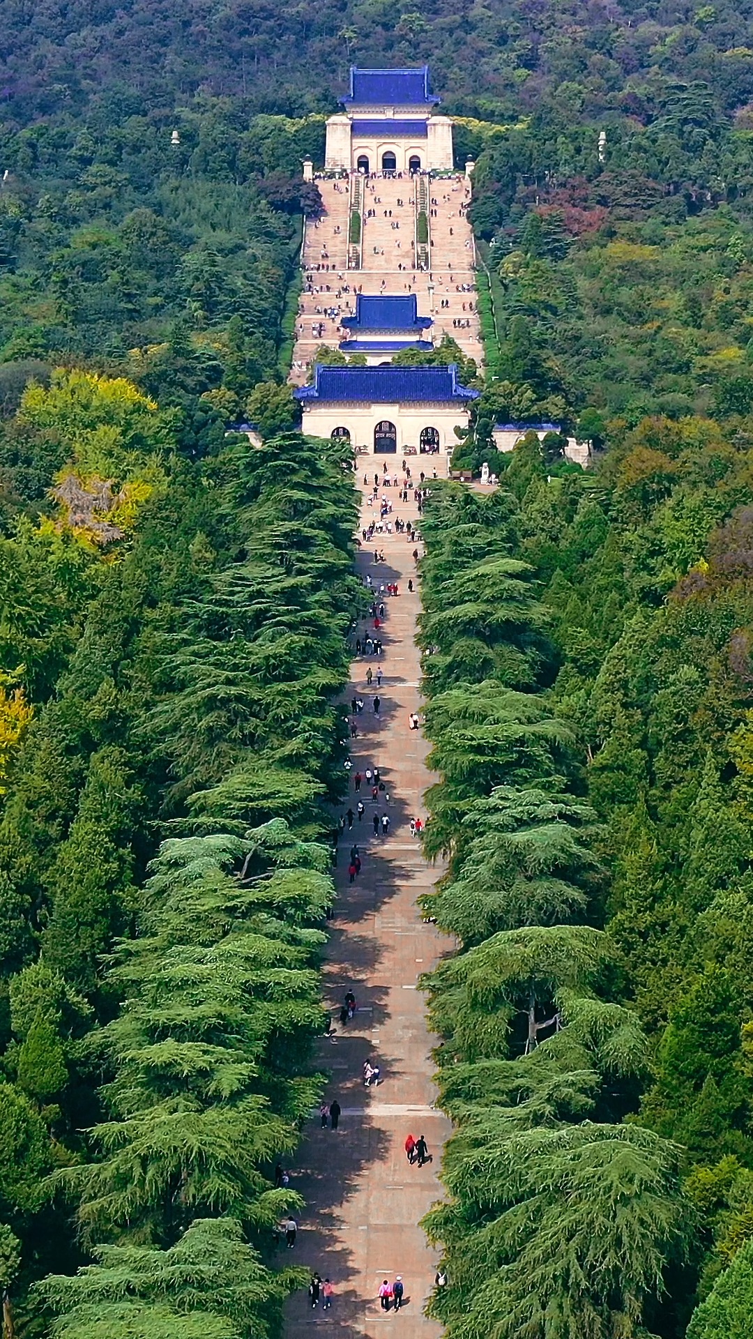 南京的秋色藏不住了,最美中山陵即将到来