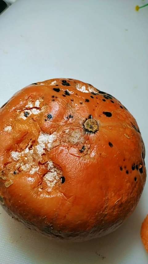 烂南瓜的逆袭之路