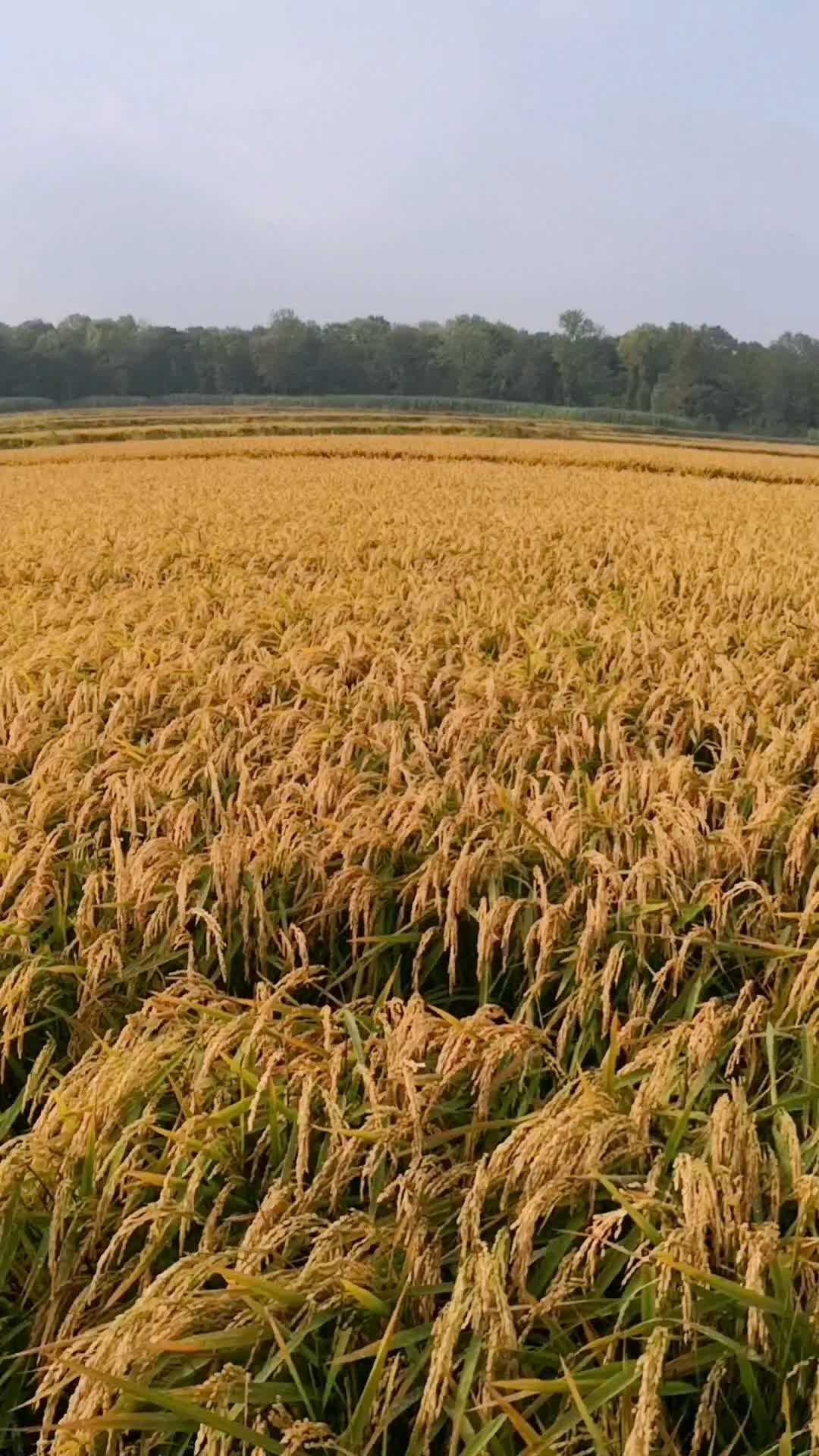 龙庆稻21红星三联田间表现