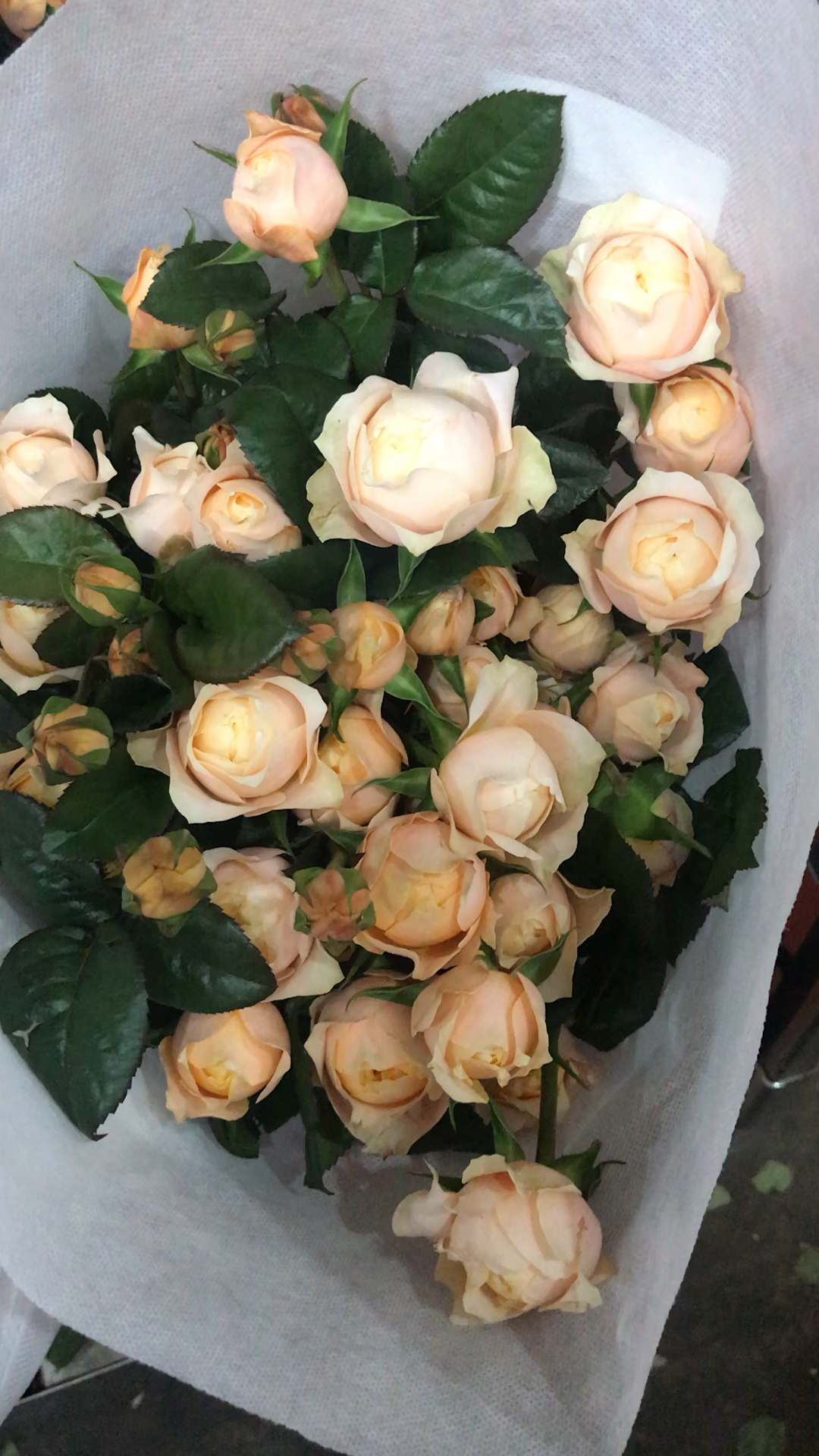 奥斯汀多头黄蝴蝶,美不美啊?花花全部可以空降的各地哦!