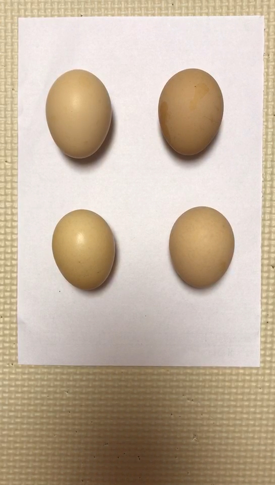 能看出来哪个蛋是画的吗?现代达芬奇,不得不佩服!