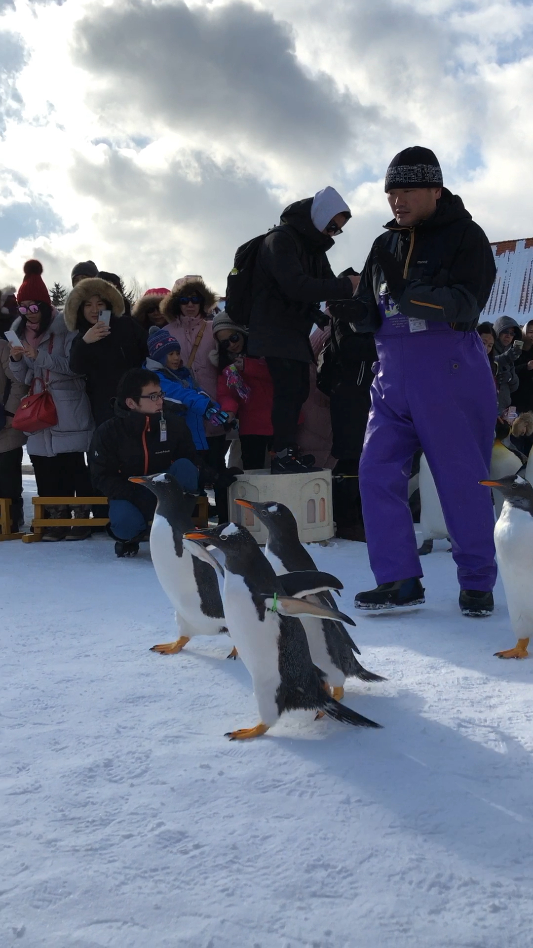 在日本拍的小企鹅 也太可爱了吧