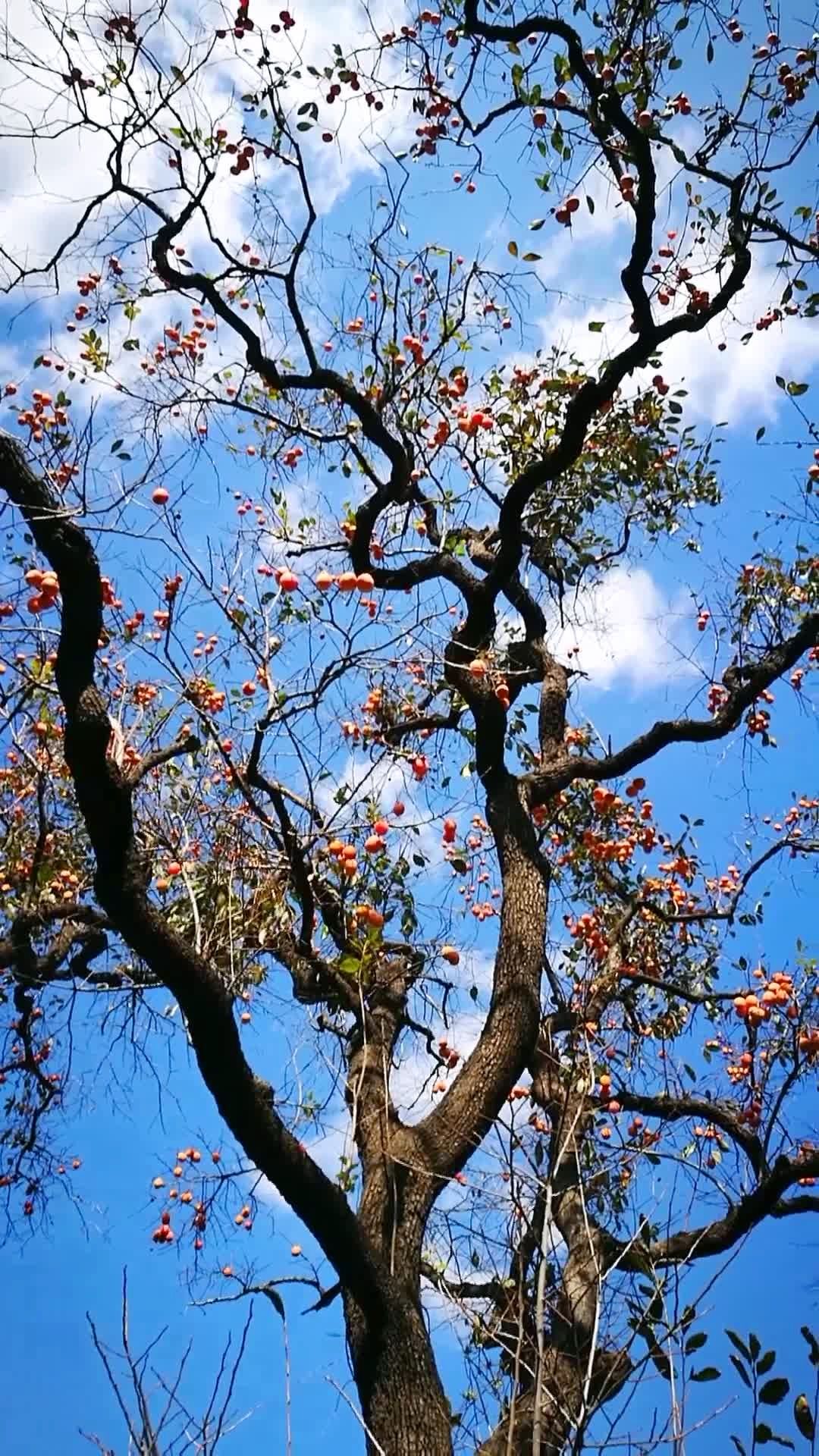 大基山下的老柿子树硕果累累