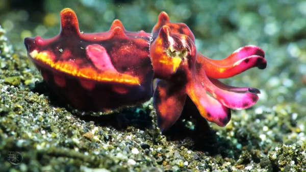 五米海洋#火焰章鱼