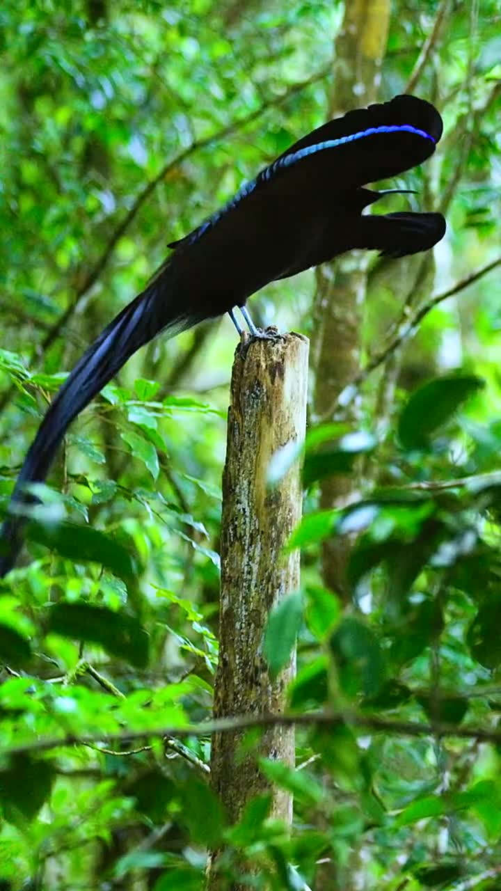 黑镰嘴风鸟求偶全过程科学界都无法解释怎么会进化出这样的翅膀你有没
