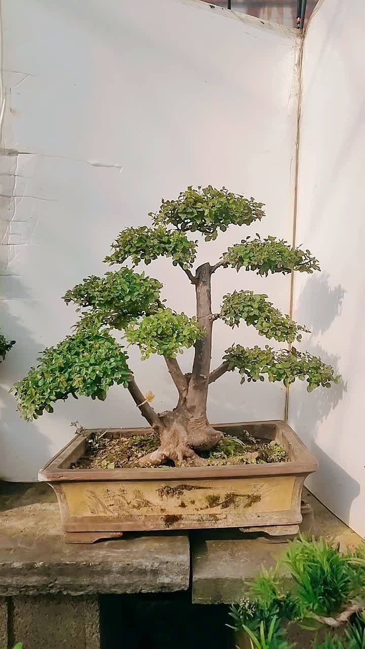 雀梅盆景老桩