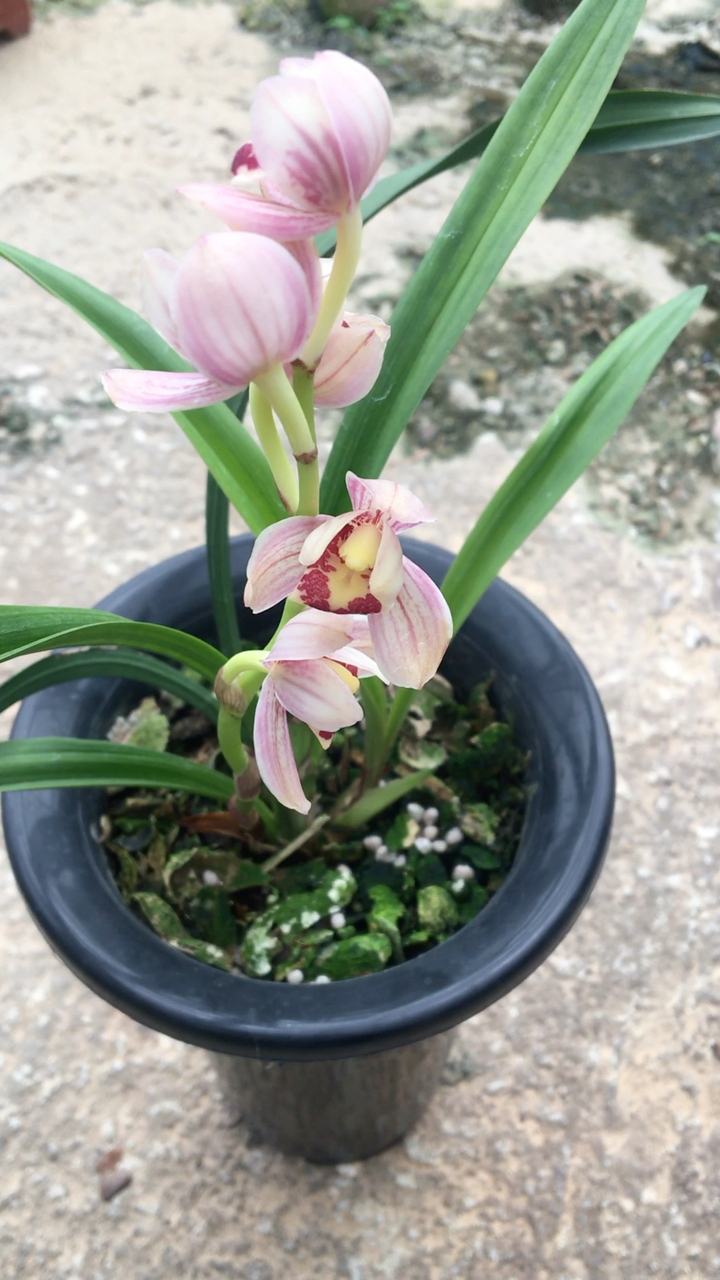 建兰红月,花开荷瓣,花品稳定清香