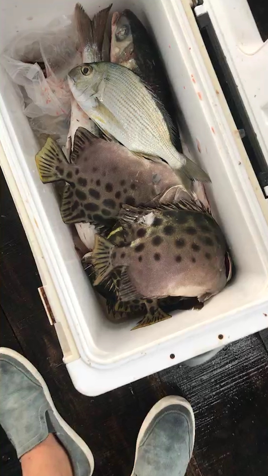 比脚还大的金谷鱼