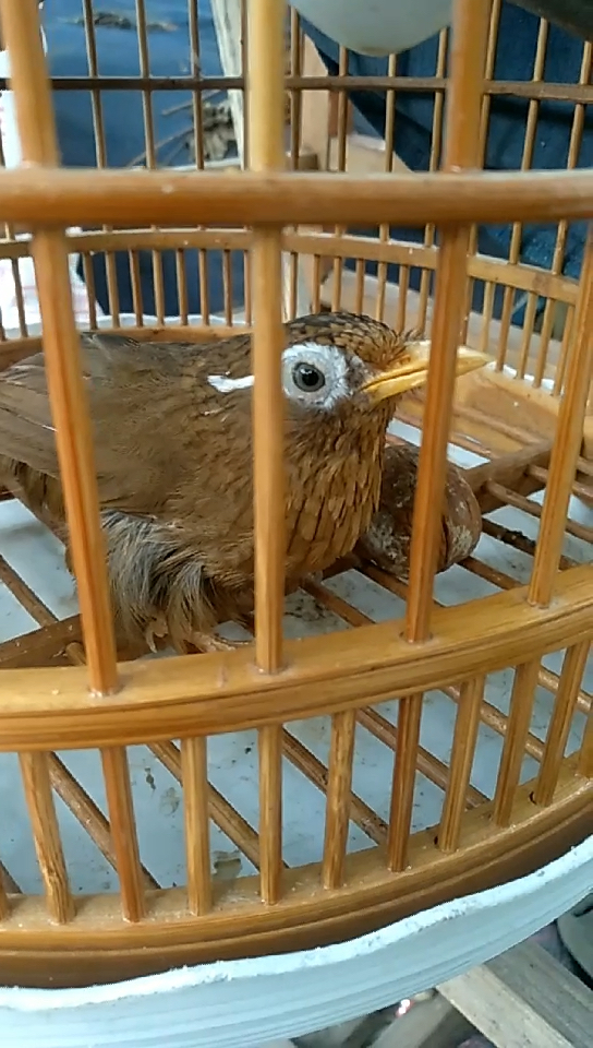 画眉鸟 原毛 老山 打鸟 饲料