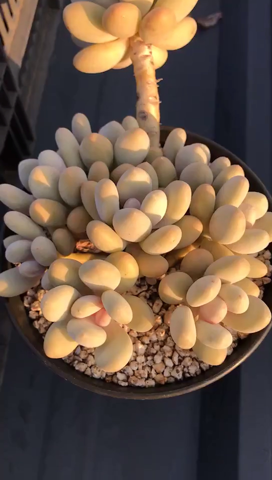 奶酪 多肉植物.奶酪老庄 美美哒!