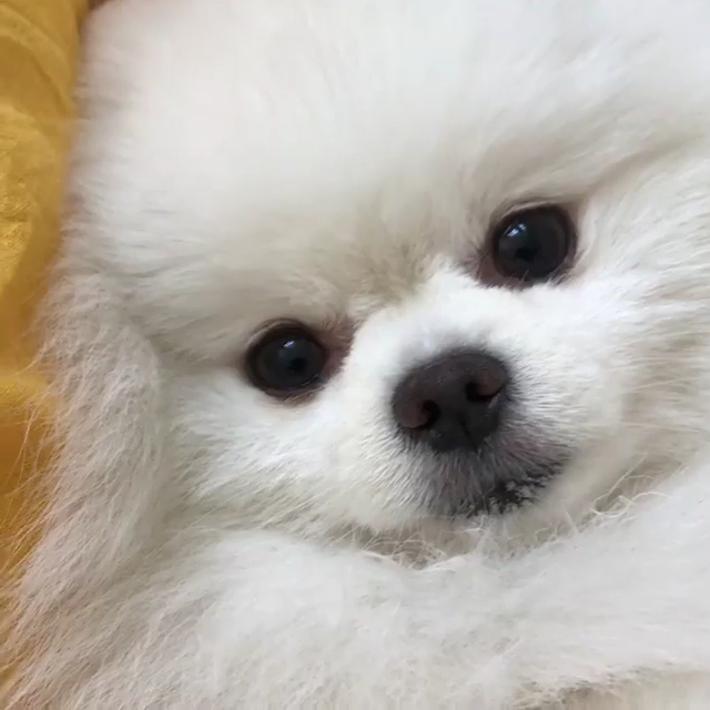 小博美的歪头杀