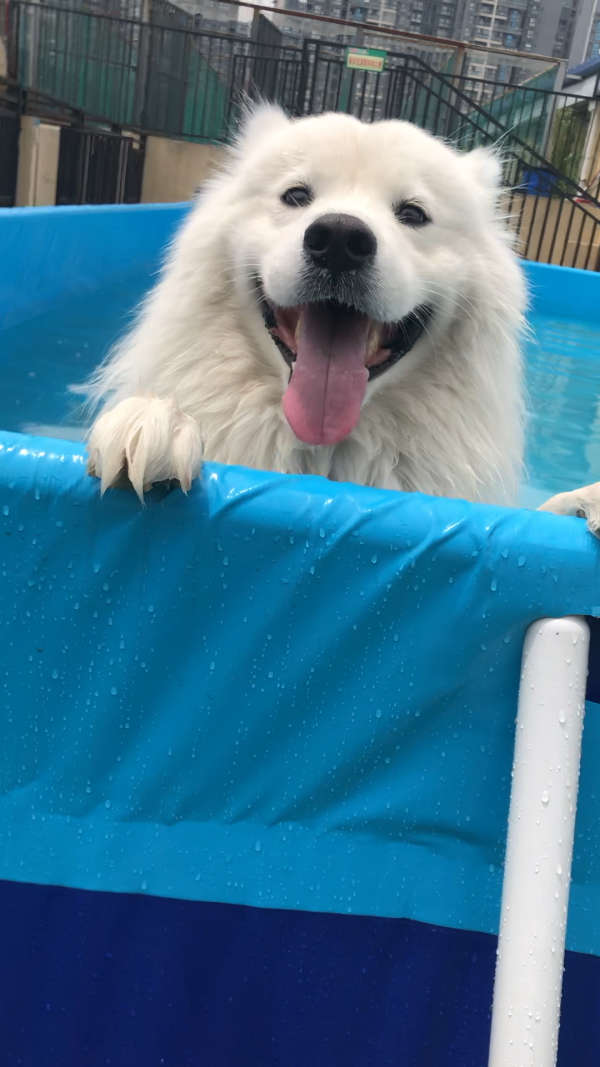 哎呀,你怎么就是不游…每次游泳都必须丢下去……你们的狗狗爱游泳吗?