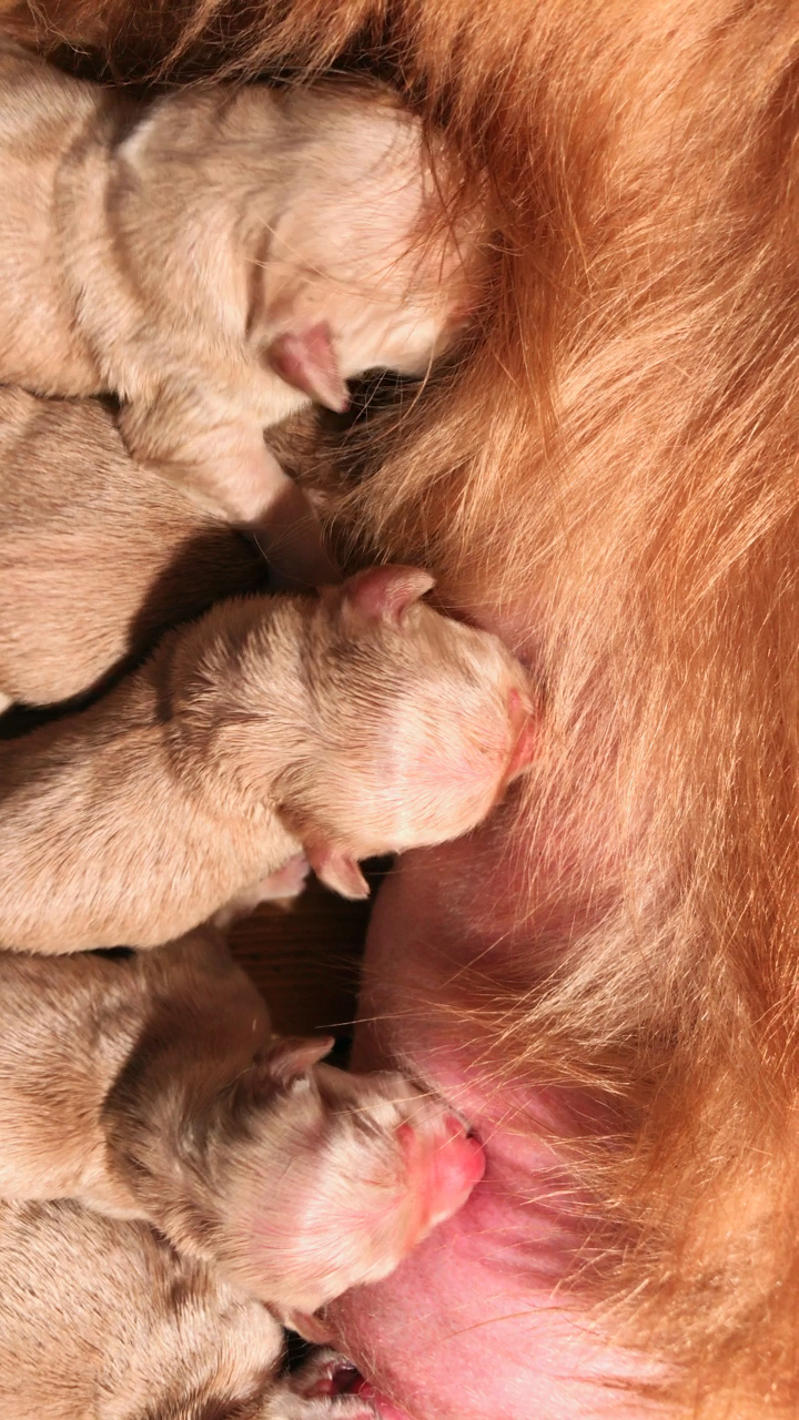 小金毛吃奶的声音