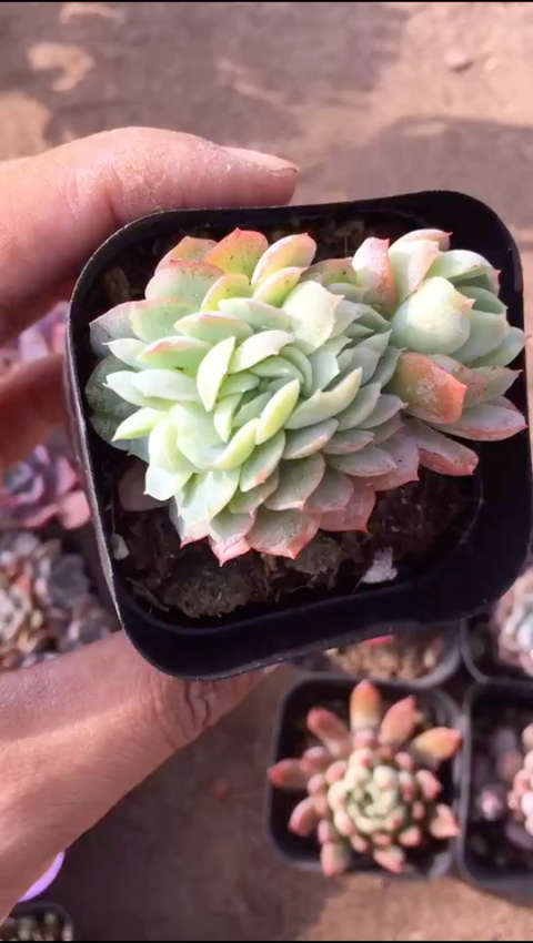 双子贝瑞缀化,我的微信:rourou7561