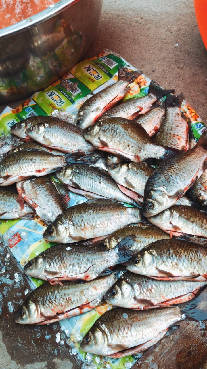 白洋淀野生鱼,清洗干净,制作鱼干