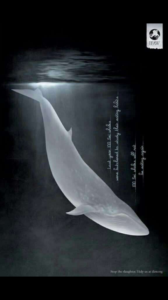 52赫兹的鲸唯美图片