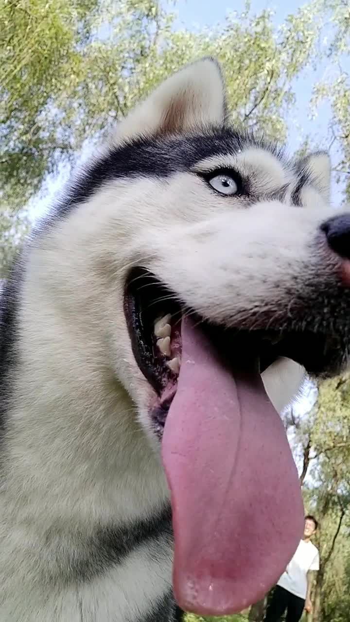 拍什么拍     这货愣是不看镜头好气哦@{uid:1502349662339070,nick