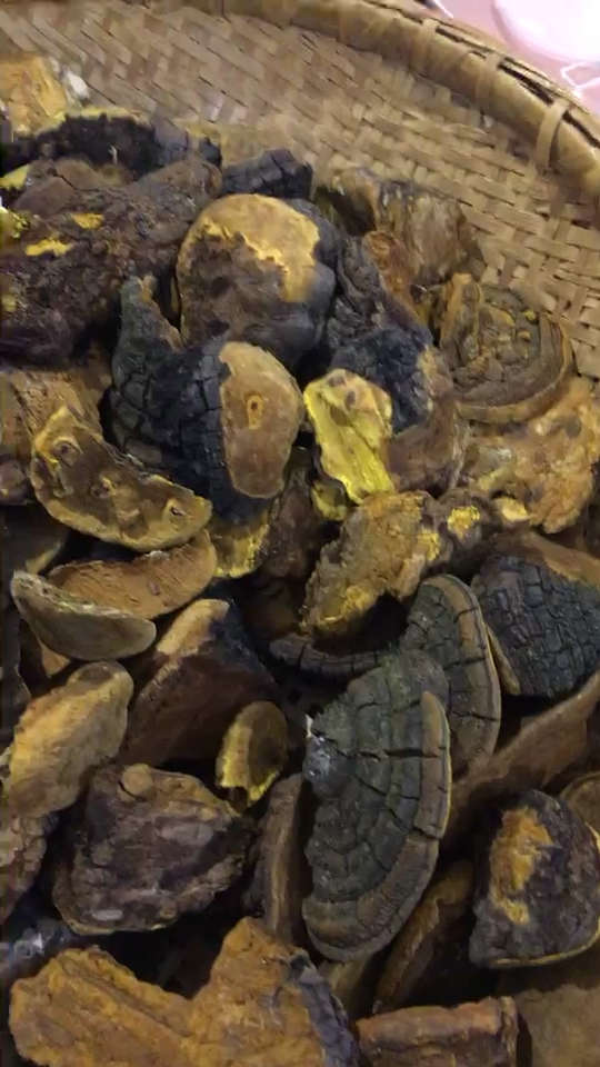 杨老板说今天收的4-7年小桑黄非常好看,都是金黄色.