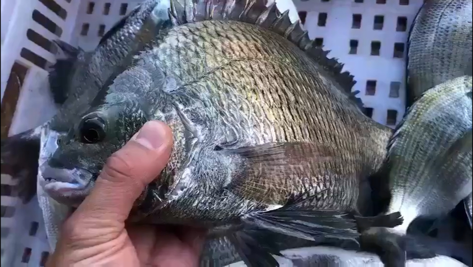 黑翅鱼(黑牛)纯野生海钓…肉质不差黄翅鱼,价格比黄翅便宜,请客送礼都