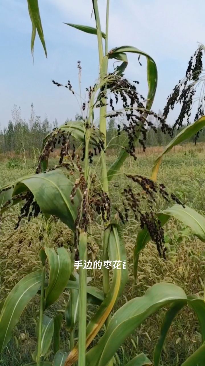 野生高粱.北方曾广泛种植的高粱,现在难得一见了.