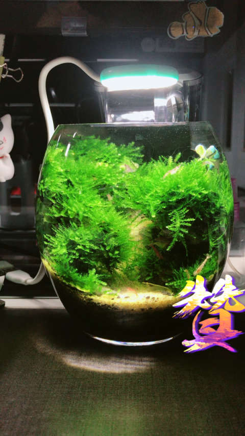 迷你水草缸1503281615032816