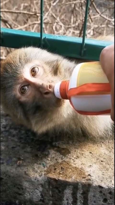 没想到猴子酒量这么大,喝了我半瓶白酒,竟然一点事都没有!