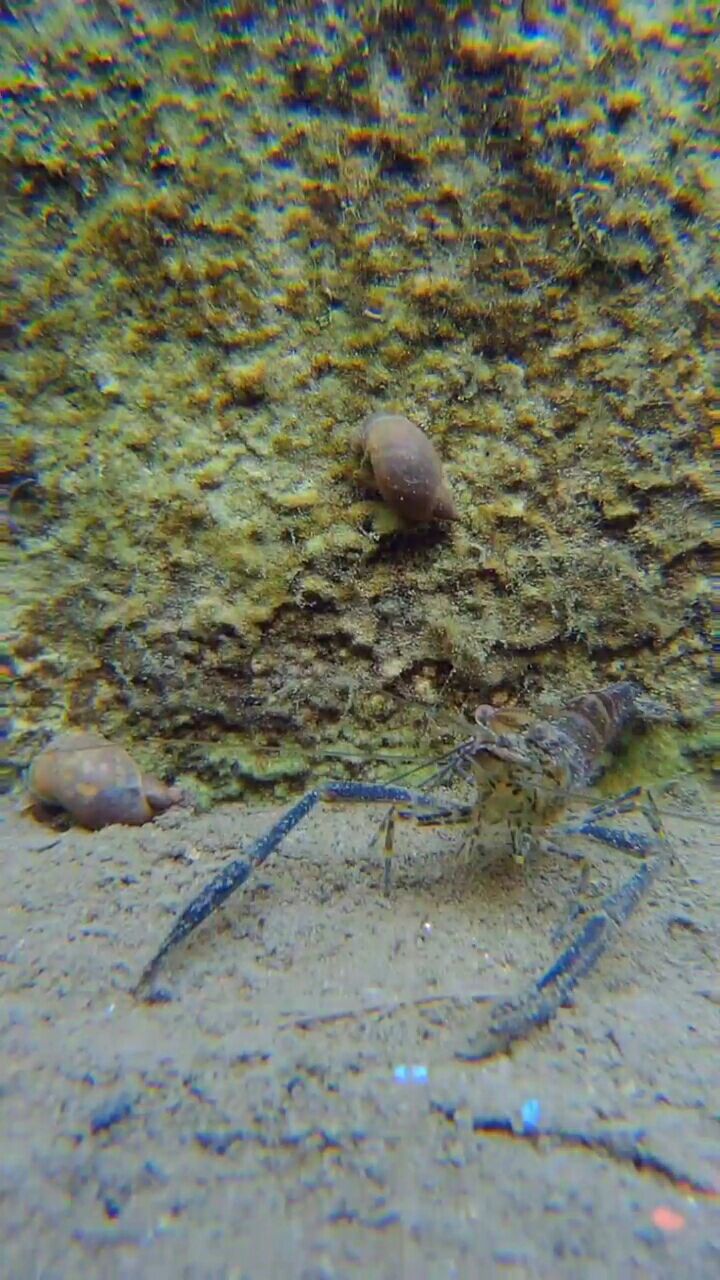 原来虾游泳是倒退游的,速度还很快