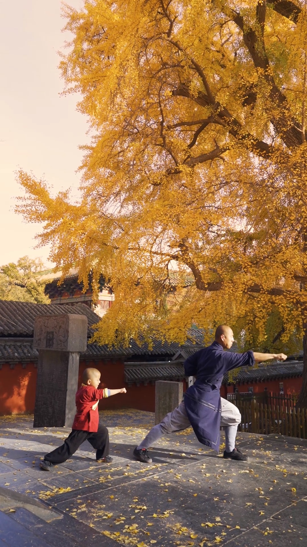 千年银杏树下,记录三宝在少林寺的一年.台上三分钟,台下十年功.